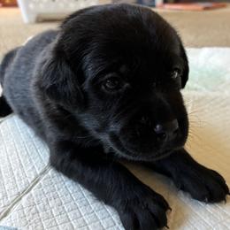Princess Jasmine (Teal) - Black female Labrador Retriever puppy in Tiverton, Rhode Island from Our Little Farm