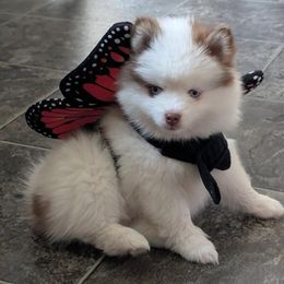 Poky - Red and white male Pomsky puppy in Adrian, Michigan from Kylie's Pomskies