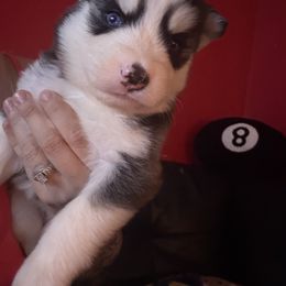 Bella - Black and white female Siberian Husky puppy in Youngstown, Ohio from Husky Breeds