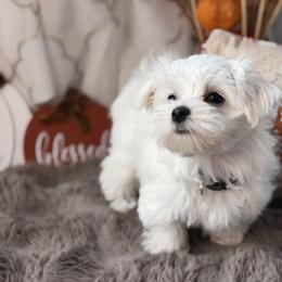 Dario - White male Maltese puppy in Colorado Springs, Colorado from MiaMiaMaltese Colorado