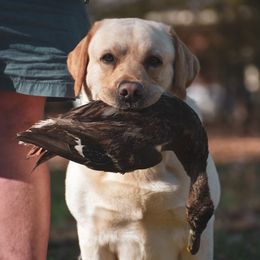 Ellis - Labrador Retriever