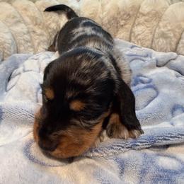 AKC Mushu - Dapple male Dachshund puppy in Erie, Michigan from Champagne’s Grinch Toe’d Dachshunds