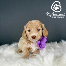 Rogue - White female Companion Cross puppy in Utah County, Utah from Big Hearted Breeders