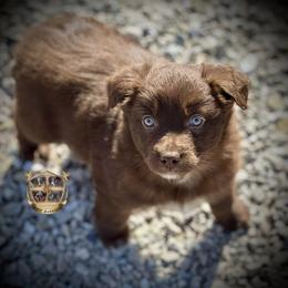 Carolina - female Miniature Australian Shepherd puppy in El Dorado Springs, Missouri from HP Aussie Kennels