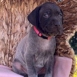 Sage - Liver roan German Shorthaired Pointer puppy in Onalaska, Washington from Boonies Farms