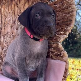 Sage - Liver roan German Shorthaired Pointer puppy in Onalaska, Washington from Boonies Farms