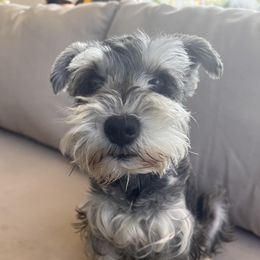 Jazzie - Miniature Schnauzer