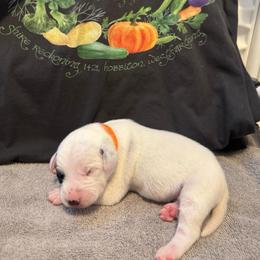 Bilbo - White and black male Dalmatian puppy in Conroe, Texas from Saint Rocco's Dalmatians