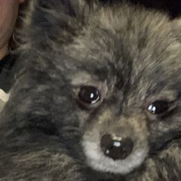 American Corgis, French Bulldogs, Pembroke Welsh Corgis, and Pomeranians from Just My Size Farmstead