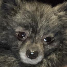 American Corgis, French Bulldogs, Pembroke Welsh Corgis, and Pomeranians from Just My Size Farmstead