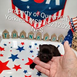 NOLA - Chocolate and tan female Yorkshire Terrier puppy in Charlotte, North Carolina from Queen City Yorkies