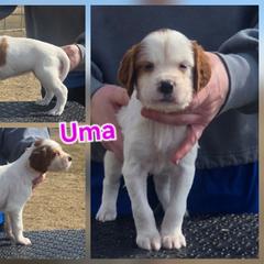 Girl 2 - Red and white female Irish Red and White Setter puppy in Glenwood City, Wisconsin from NyaStar