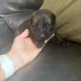 Boy 1 - Sable male German Shepherd puppy in Denver, Colorado from Morales Kennels