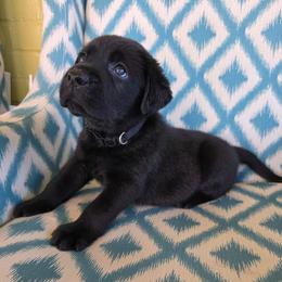 Black collar male - Black female Labrador Retriever puppy in Holyoke, Massachusetts from Urban Oak Labradors LLC
