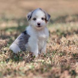 Soba - Blue merle male Toy Australian Shepherd puppy in Georgetown, Texas from Minikin Manor