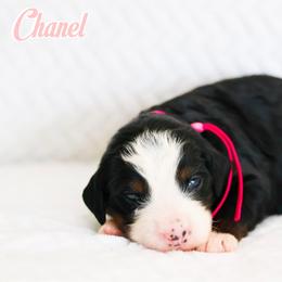 Chanel - Tri-color female Bernedoodle puppy in Diamond Bar, California from Furrytaildoodles