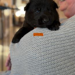 Gwydion-Orange - Black male German Shepherd puppy in Medical Lake, Washington from Nine Realms German Shepherds