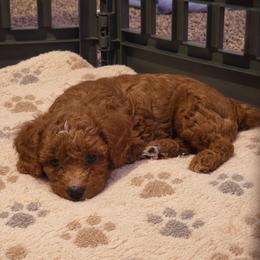 Rocco - Red male Cavapoo puppy in Mount Plymouth, Florida from Jet Cavapoos