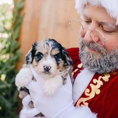 Gladys - female Australian Mountain Doodle puppy in Spanish Fork, Utah from K Brand Doodles