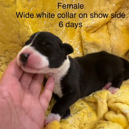 Girl 2 - female Great Dane puppy in Lake View, New York from North Park Great Danes