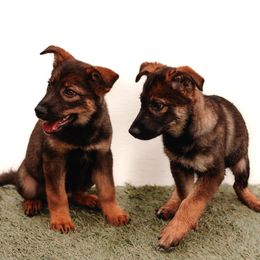 Sporty Mix puppies from Savage K9 Kennels