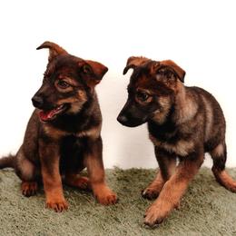 Sporty Mix puppies from Savage K9 Kennels