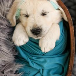 Golden Retriever and Jack Russell Terrier Puppies from VS Golden Fields