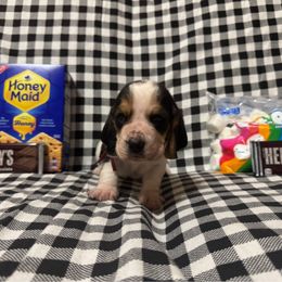 Mickey - Black brown and white male Basset Hound puppy in Hurtsboro, Alabama from PARK’s Family Farm