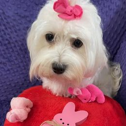 Dolly - Maltese
