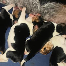Beagle Puppies from Laceys AKC Beagles