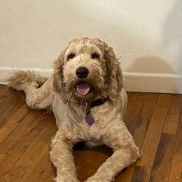 Ruby - Labradoodle