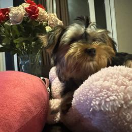 Storne - Blue and gold female Yorkshire Terrier puppy in Riverside, California from Playful teacups Yorkshire