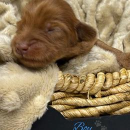 Boy 2 - Caramel red male Australian Labradoodle puppy in Sacramento, California from Delta Breeze Labradoodles