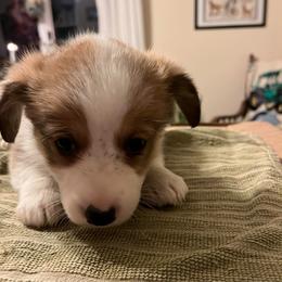 Girl 2 - Sable female Pembroke Welsh Corgi puppy in Saylorsburg, Pennsylvania from Dunnideer Farm