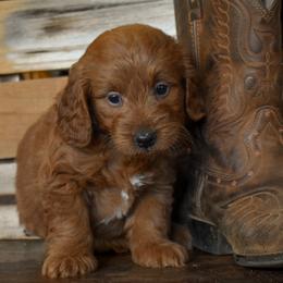 Male 1 of 3 - Red  male Goldendoodle puppy in Macedon, New York from Toodles Goldendoodles