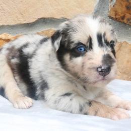 Sketch - Blue merle male Australian Shepherd puppy in Macon, Georgia from Shaina’s Shepherds