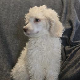 Aussiedoodle, Bordoodle, Goldendoodle, Irish Doodle, Labradoodle, and Poodle Puppies from Sugar Camp Canine - Maxwell
