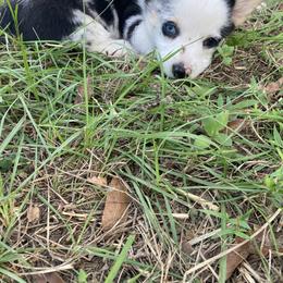 American Corgi and Pembroke Welsh Corgi Puppies from Swell Corgis