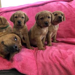 Labrador Retriever Puppies from Triple Threat Labradors