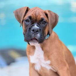 Blue GIRL - Fawn female Boxer puppy in Georgia from Stephanie’s Boxers