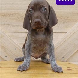 Violet - Liver roan female German Shorthaired Pointer puppy in Elberta, Alabama from Old Orchard Farm