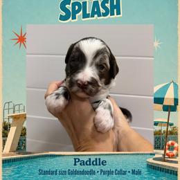 Paddle - Dallas TX - 4,000 - Chocolate male Goldendoodle puppy in Garland, Texas from Twilight Doodles