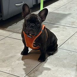 Seal - Brindle French Bulldog puppy in Mc Allen, Texas from Frenchie House LLC