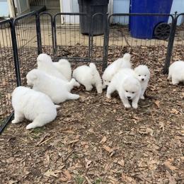 Boy 1 - White male Samoyed puppy in Glasgow, Kentucky from Bluegrass Samoyeds