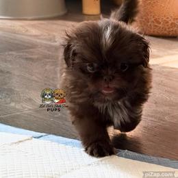 Dulce - Chocolate female Shih Tzu puppy in Walkertown, North Carolina from Lil’ Bit’s Shih Tzu