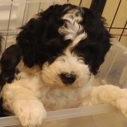 Charlie - Tri-color male Cavapoo puppy in East Providence, Rhode Island from Marta's Cavaliers