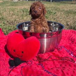 Snickers - Red  male Goldendoodle puppy in Austin, Texas from Doodles of Central Texas