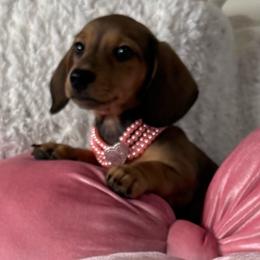 Hetty - Cream female Dachshund puppy in Homedale, Idaho from Jeff & Joette