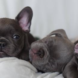 French Bulldog Puppies from Poppy’s Frenchies