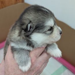 Pomsky Puppies from waxhaw pomskys